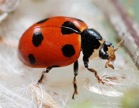 No Creepy Crawlies Here Gallery Of The Cutest Bugs Live Science