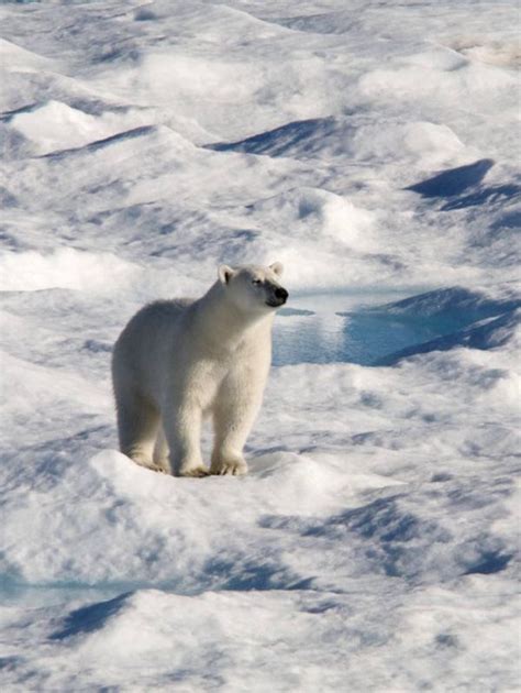 A Polar Bear In Sirmilik National Park © City Escapes Nature Polar