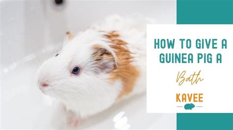 How To Bathe A Guinea Pig A Step By Step Guide Youtube