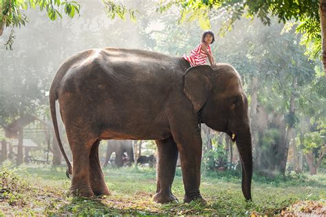 Tra Cultura E Natura Gli Elefanti Della Thailandia