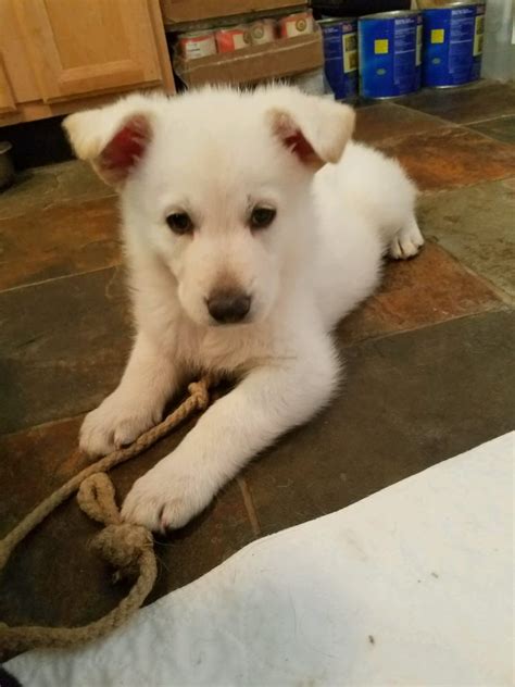 Two Snowcloud German Shepherd Puppies Remain For Sale Call Today To