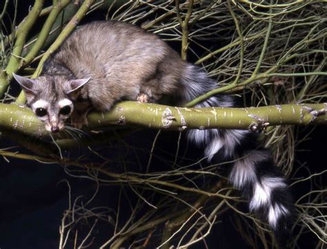 Ringtail Cats Photos Of The Cutest Animal In North America Page 2