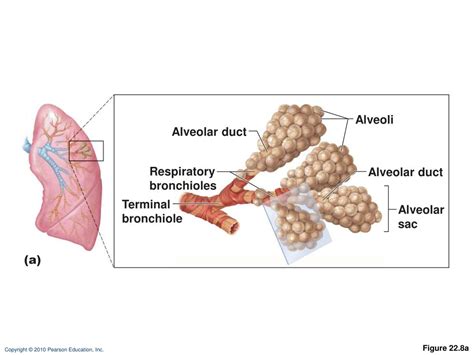 Ppt Marieb Chapter 22 The Respiratory System Part A Powerpoint