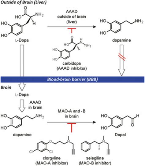 Scheme 1 L Dopa To Dopamine Metabolism And Its Inhibition Download