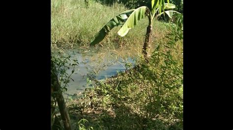 Berburu Biawak Pemakan Telur Youtube