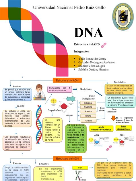 Mapa Conceptual De La Estructura Del Adn Pdf Adn Bioquímica