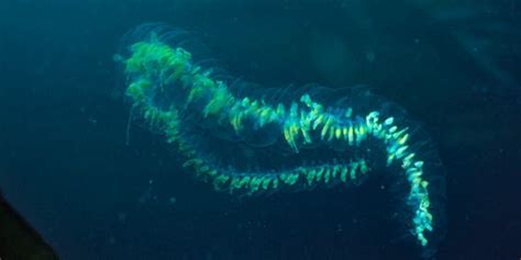 Giant Siphonophore Incredible Creatures Sea Creatures Beautiful