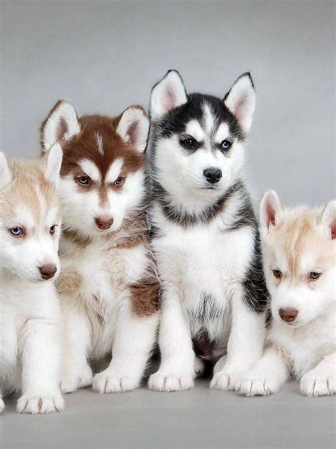 Royalty Free Fluffy Cute Husky Puppies Wallpaper Best Wallpaper