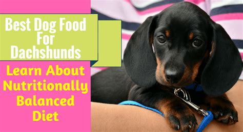 Best puppy food for dachshunds: Best Dog Food For Dachshunds: Learn About Nutritionally ...