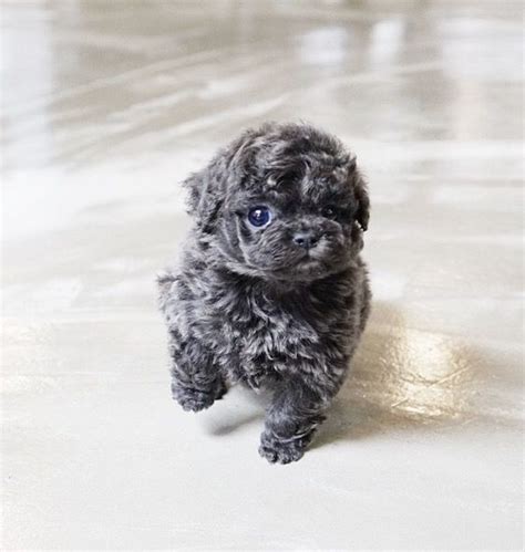 This Blue Teacup Poodle Show Stopper His Coat Shines In The Sunlight