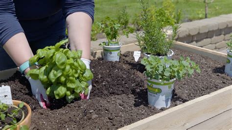 Planting An Herb Garden Youtube