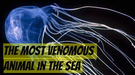 The Box Jellyfish Sting Is Known To Be The Most Lethal Venom In The