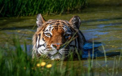 Tiger Swimming In Forest Pond Image Abyss