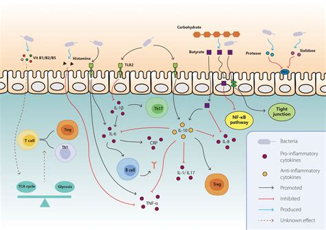 Frontiers Interaction Between Gut Microbiota And Immune Checkpoint