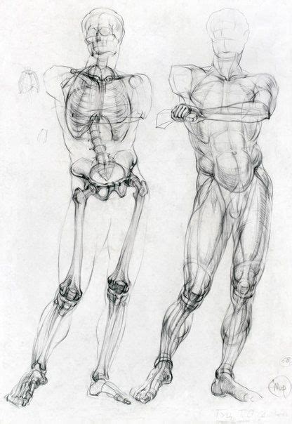 Épinglé Sur Anatomie Artistique
