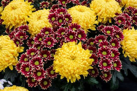 Garden Mums Chrysanthemum Perennial 3 Starter Plants As Pictured
