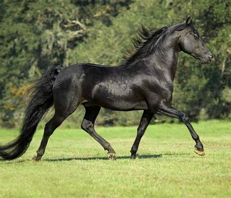 Black Morgan Stallion Photo Mark Barrett Horses Horse Breeds