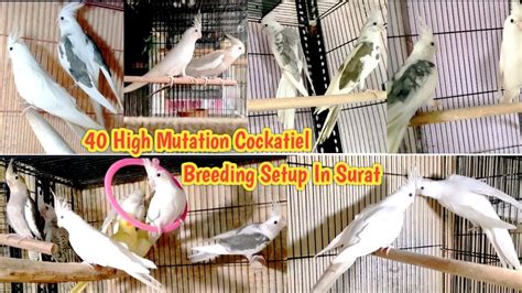 Pair Cockatiel Breeding Setup In Surat Heavy Mutation Saddleback