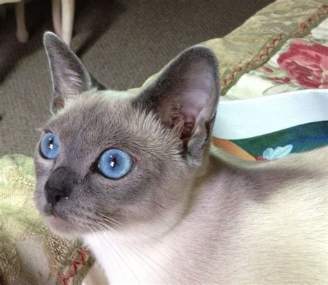 Tonkinese Kitten Tonkinese Cat Tonkinese Kittens Burmese Cat