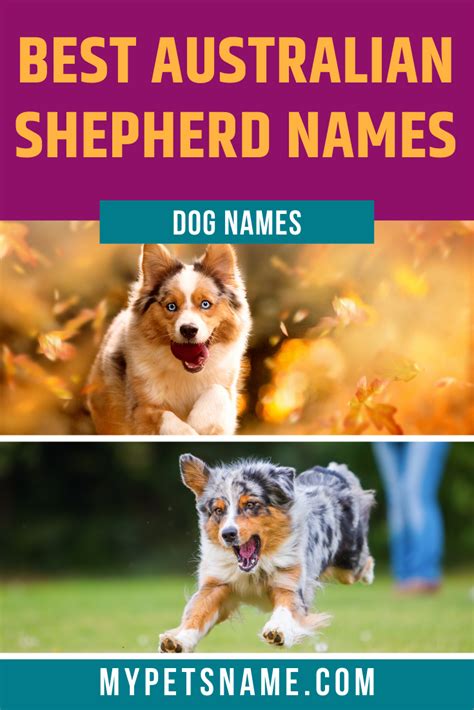 Best Australian Shepherd Names Dog Breed Names Australian Shepherd