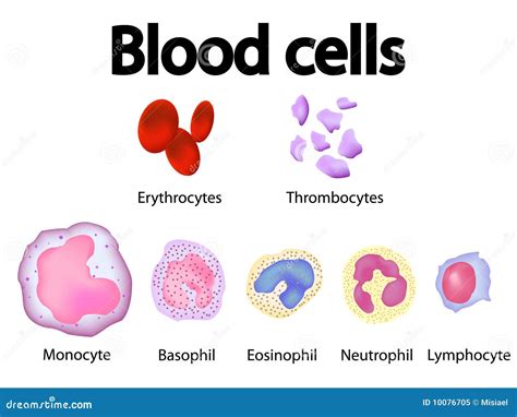 All Blood Cells Scientific Overview Vector Image Royalty Free Stock