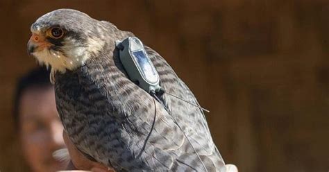 Tagged Falcons Arrive In India After Travelling For 33000 Km