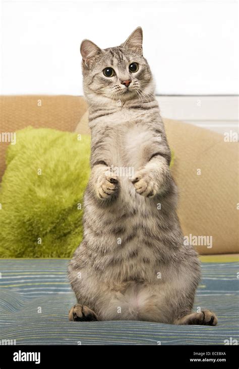 Cat Standing On Hind Legs Stock Photo Alamy