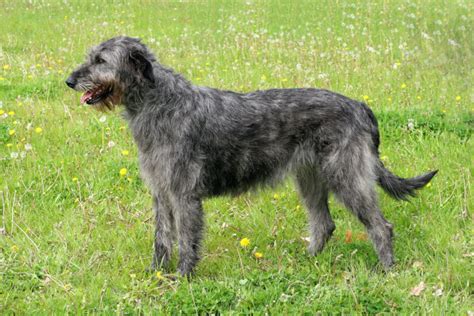 The Top 4 Irish Wolfhound Breeders In The Us
