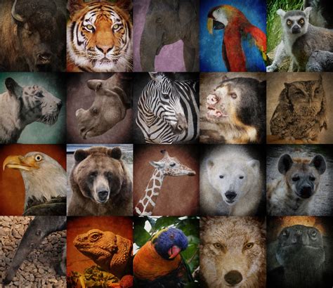 Estos Animales Ya No Están En Peligro De Extinción Nuestroclima