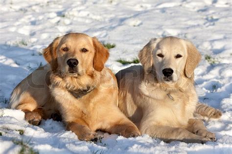 Two Dogs Golden Retriever Lying In The Snow In Winter