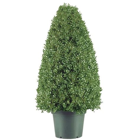 (the) (hd) stock quote, history, news and other vital information to help you with your stock trading and investing. National Tree Company 30 in. Boxwood Artificial Tree in ...