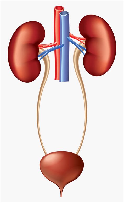 Kidney Clipart Urinary System Png Download Urinary System Clip Art
