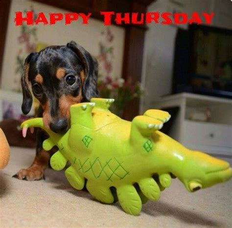Pin By Deanna Sampson On Dogs Doxies 6 Happy Thursday Pup