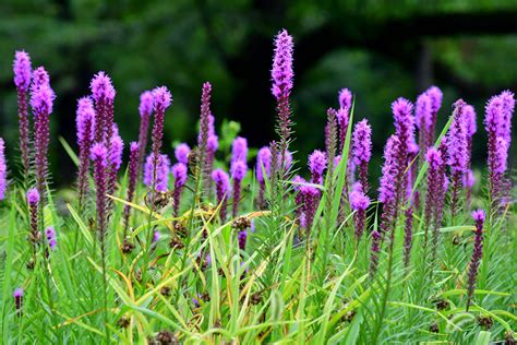 How to Grow and Care for Liatris (Blazing Star)