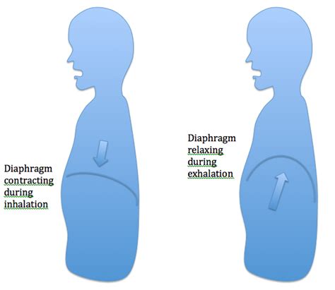 Bandingkan dengan gambar 6, video mri yang menunjukkan gerakan dada selama siklus pernapasan. Teknik Pernafasan Dalam Bernyanyi - Extra