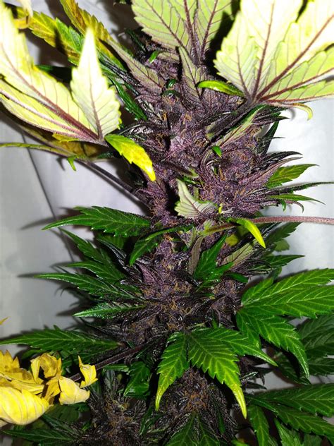 Seedstockers Purple Punch Autoflower Grow Journal Week10 By