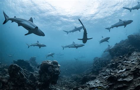 Sharks Are Functionally Extinct From Many Reefs Study Shows Daily