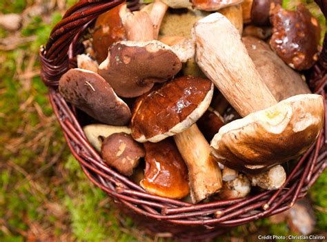 9 Champignons Comestibles à Cueillir Sans Crainte Détente Jardin