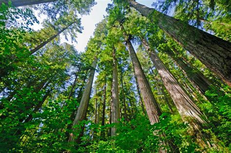 13 Of The Most Endangered Trees In America