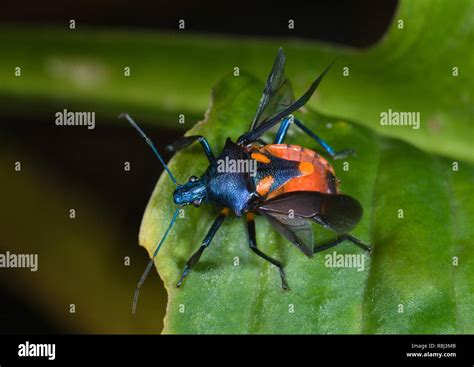 Florida Predatory Stink Bug Euthyrhynchus Floridanus With Wings