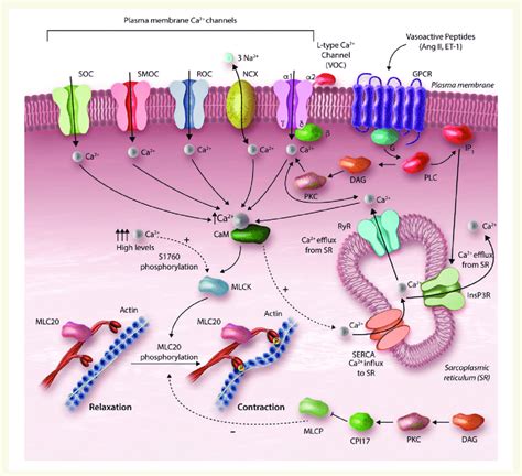 Calcium Dependent Regulation Of Vascular Smooth Muscle Cell Vsmc Download Scientific Diagram