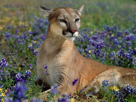 Beautiful Animal Wallpapers & Animal Wallpapers & Random ...