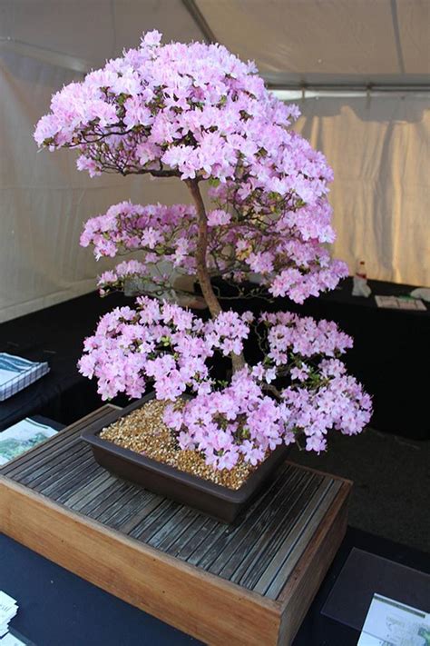 Original cherry blossom tree painting impasto textured | etsy. Cherry Blossom Bonsai Care Instructions - XciteFun.net