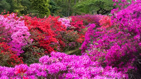 How To Choose Shrubs For Your Garden 25 Longest Blooming Trees And