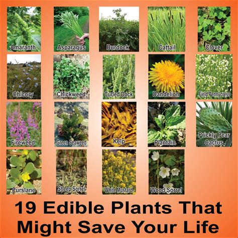 A Huge List Of Edible Plants And Weeds For Survival