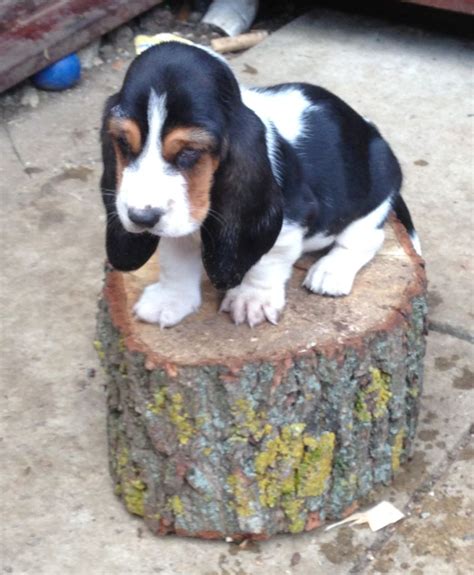 Basset Hound Puppies For Sale Banbury Oxfordshire