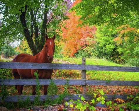 Beautiful Horse In Fall Foliage Photograph By John Vose Pixels