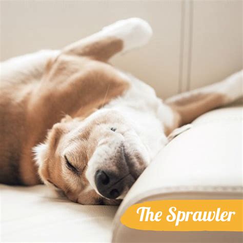 Learn Dog Sleeping Positions What They Mean The Pet Project