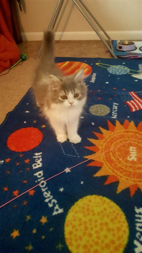 I am registered with tica and cfa. Ragdoll Cats For Sale | Howell, MI #196890 | Petzlover