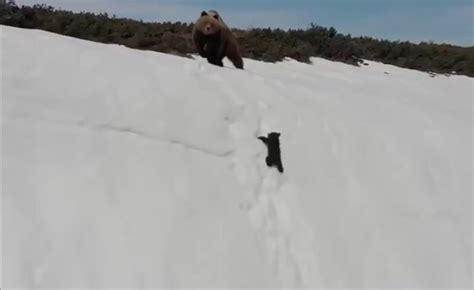 That Viral Bear Cub Video Reveals A Major Problem With Drones